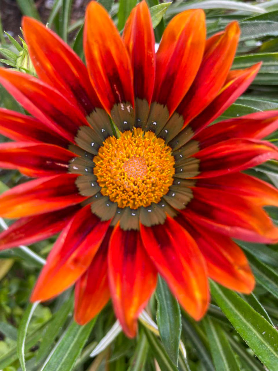 Madeira Blumeninsel