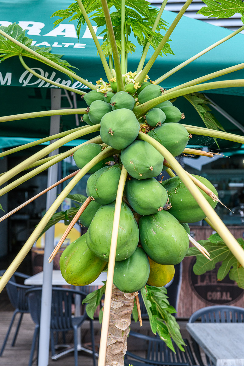 Madeira Früchte in Calheta