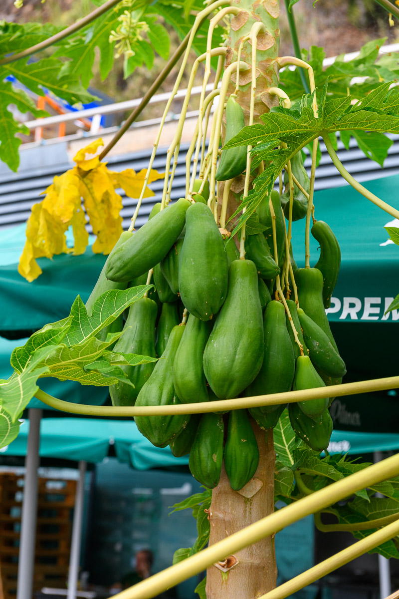 Madeira exotische Früchte