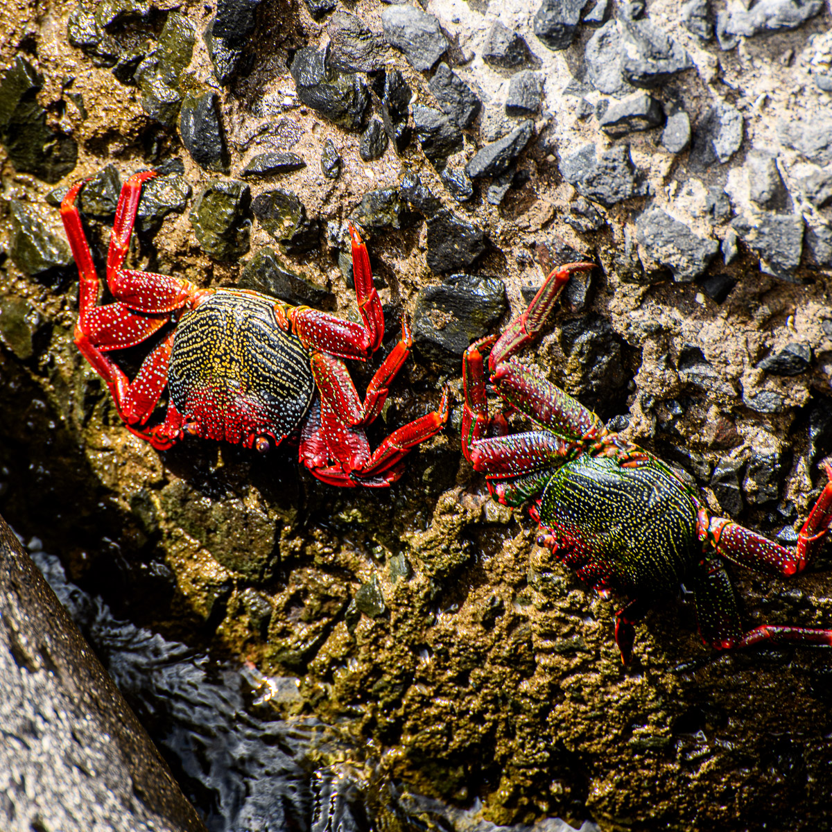 Madeira rote Felsenkrabbe im Hafen Funchal