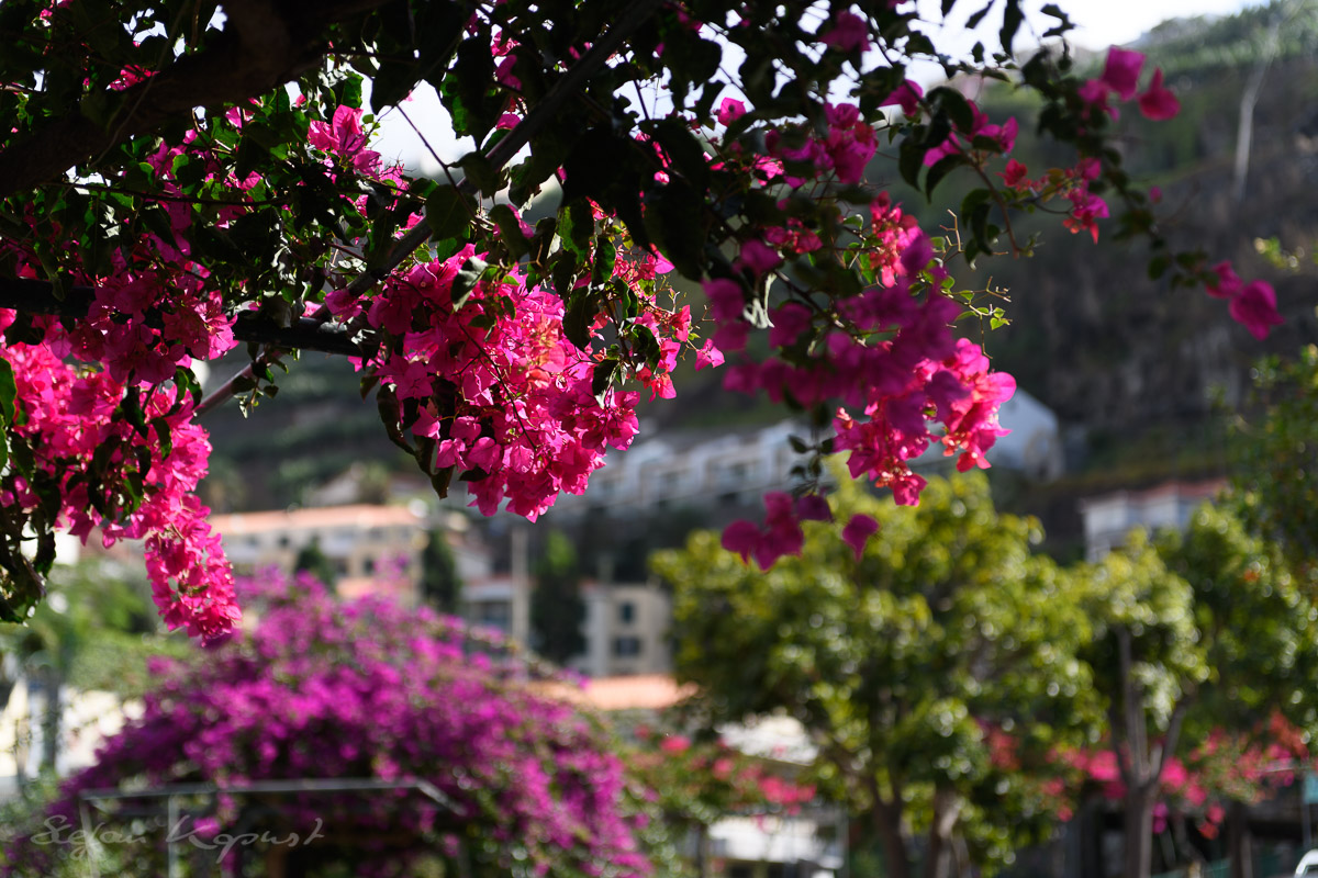 Blumenpracht im Zentrum